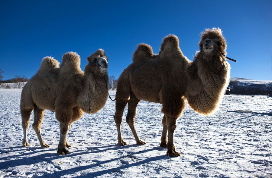 名称: 雪地骆驼——内蒙古 所属分类:内蒙风光 更新时间:2016-12-23 9