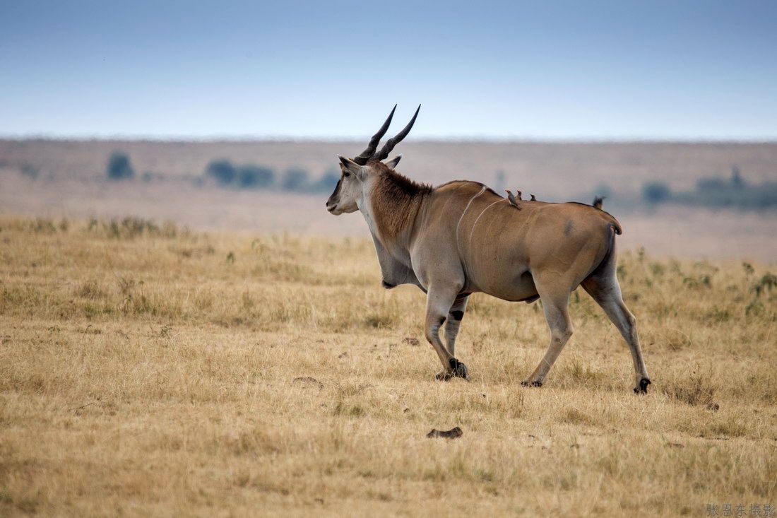 非洲大羚羊——肯尼亚-动物专题
